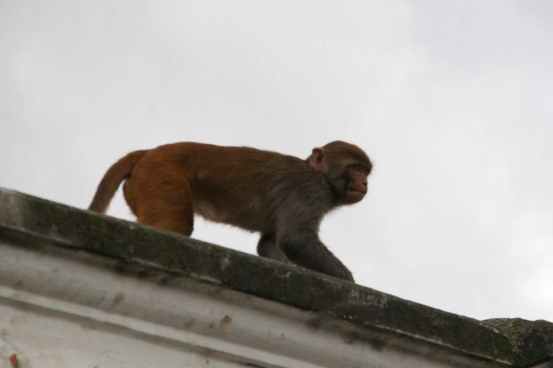 India & Nepal 2011 - 0278